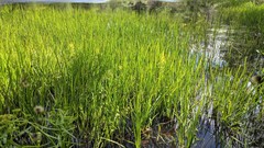 Eleocharis palustris