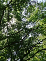 Chloroleucon mangense