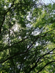 Chloroleucon mangense