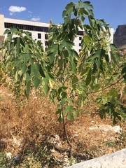 Broussonetia papyrifera