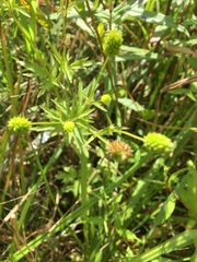 Ranunculus pensylvanicus