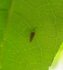 Phlogotettix cyclops