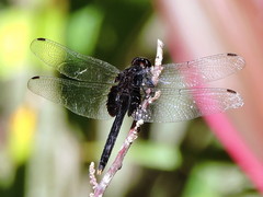 Erythemis attala