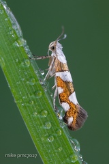 Argyresthia brockeella