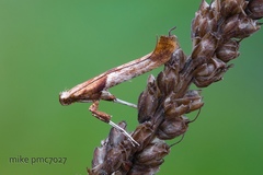 Caloptilia hemidactylella