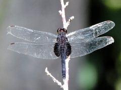 Erythemis attala