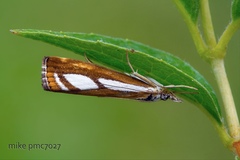 Catoptria permutatellus
