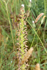 Orchis anthropophora