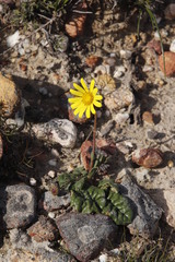 Othonna heterophylla