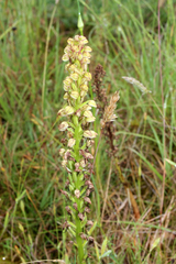 Orchis anthropophora