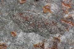 Cyclophora pendularia
