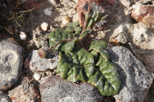 Image of Othonna heterophylla by (c) Tony Rebelo, some rights reserved (CC BY-SA)