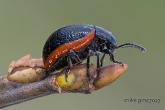Chrysolina gypsophilae