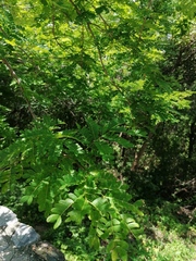 Piptadenia obliqua