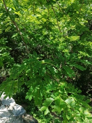 Piptadenia obliqua