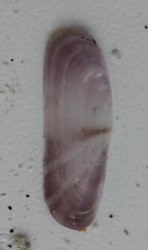 Tagelus divisus