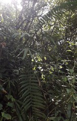 Chamaedorea linearis