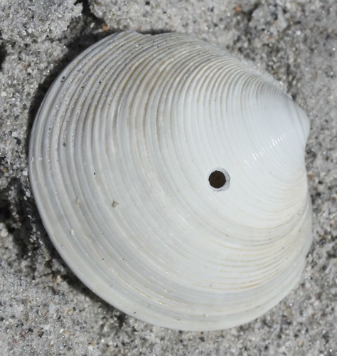 Dosinia concentrica