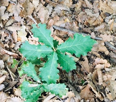 Quercus × cerrioides