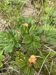 Rubus chamaemorus