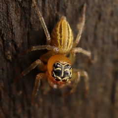 Colyttus