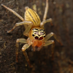 Colyttus