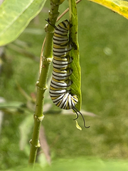 Danaus plexippus