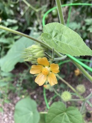 Abutilon theophrasti