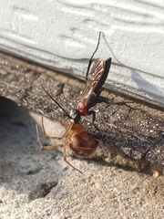Agenioideus ciliatus