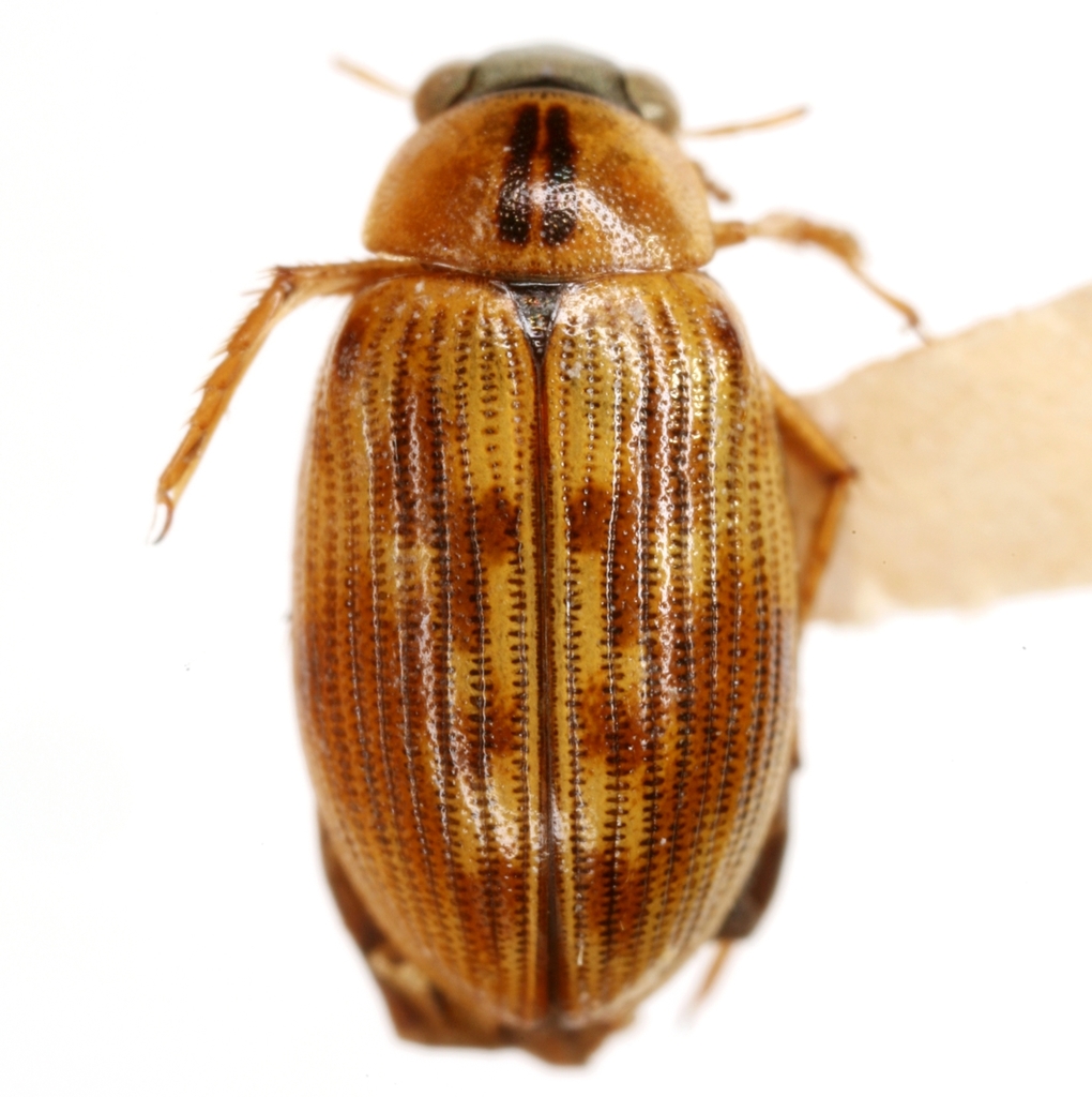 Berosini