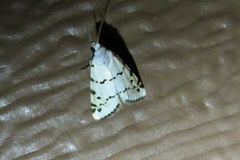 Grotella binda