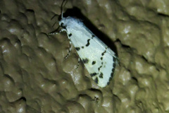 Grotella binda