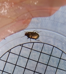Amara aenea