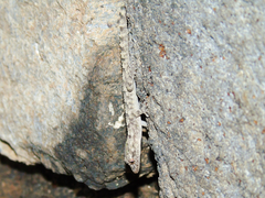 Mediodactylus heterocercus