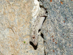 Mediodactylus heterocercus