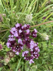 Origanum vulgare