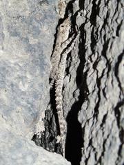 Mediodactylus heterocercus