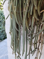 Aporocactus flagelliformis