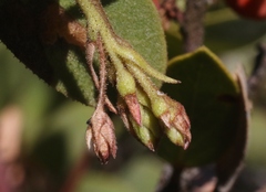 Arctostaphylos otayensis