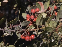 Arctostaphylos otayensis