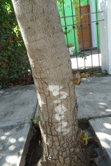 Terminalia kaernbachii