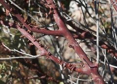 Arctostaphylos otayensis