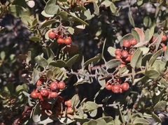 Arctostaphylos otayensis