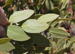 Arctostaphylos otayensis