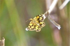 Metisella