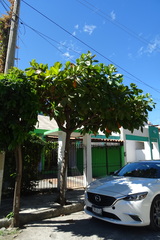 Terminalia kaernbachii