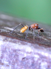 Myrmarachne japonica