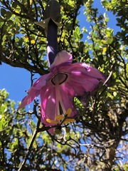 Passiflora cumbalensis