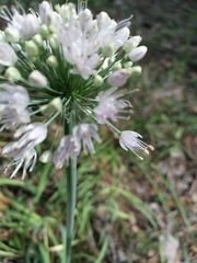 Allium nutans