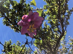 Passiflora cumbalensis